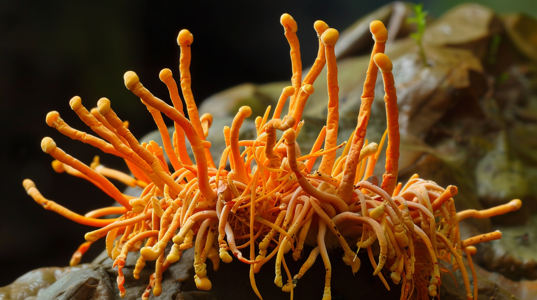 Cordyceps: Fuel Your Fitness Journey with Mutsweet's Mushroom Powder